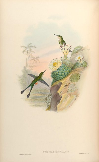 Spathura scissiura = Ocreatus underwoodii peruanus da John Gould